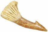 Fossil Sawfish (Onchopristis) Rostral Barb - Morocco #366701-1